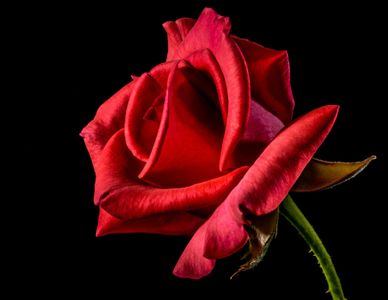 red-rose-320868_1920